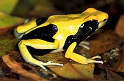 A poisonous dart frog.